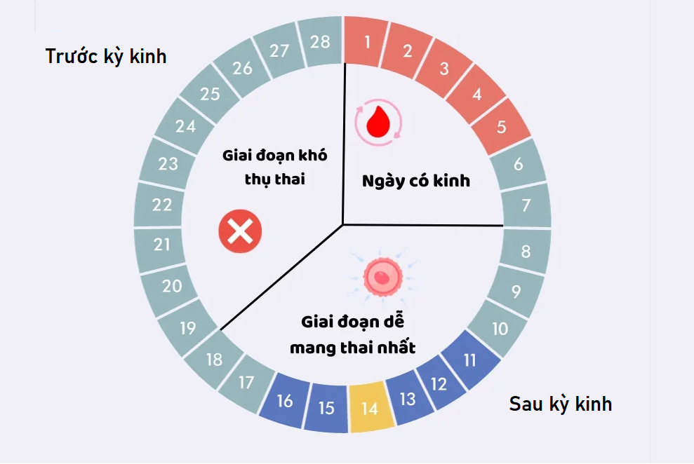 Chu kỳ kinh nguyệt
